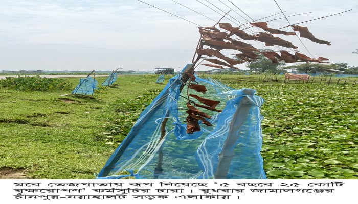 নামমাত্র চারা লাগিয়ে বরাদ্দ লুটপাটের আয়োজন