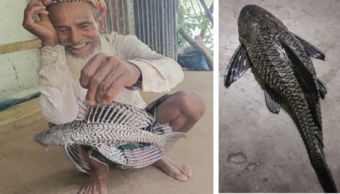 টাঙ্গুয়ার হাওরেও পাওয়া যাচ্ছে রাক্ষুসে সাকার মাছ