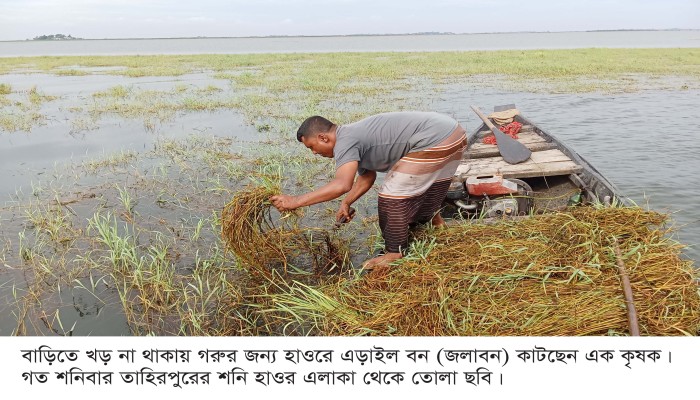 হাওরে গোখাদ্য সংকট, গবাদি পশু বাঁচাতে জলাবন ‘এড়াইল’ ভরসা কৃষকের