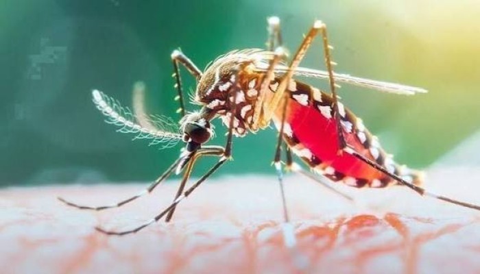 ডেঙ্গুতে ২৪ ঘণ্টায় ৯ জনের মৃত্যু