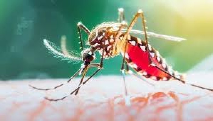 ডেঙ্গুতে আক্রান্ত লাখ ছুঁইছুঁই, মৃত্যু ৩০০ ছাড়াল