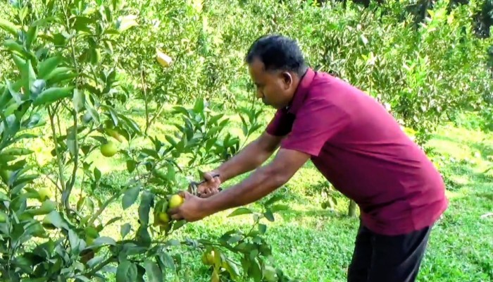পতিত জমিতে মাল্টার বাগান, প্রবাসফেরত সাইফুরের সাফল্য